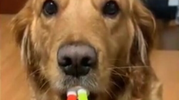 Doe eens gek, geef je hond eens een toeter