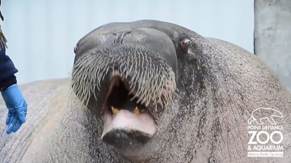 Dit geluid is voor een hoop thuiswerkende mannen hééél herkenbaar