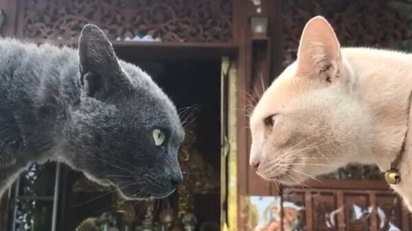 Katten houden een lijpe stand off