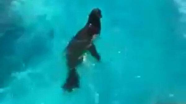 Deze zeeleeuw klinkt hetzelfde als mijn schoonmoeder