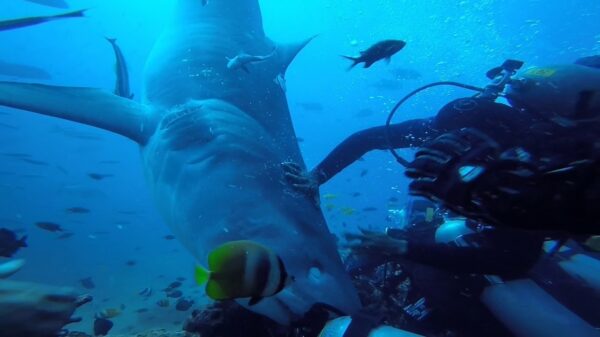 Tijgerhaai besluit om even lekker aan het hoofd van een duiker te knabbelen