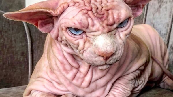 Dit is 's werelds meest bekende kale poes