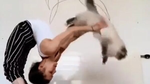 Yoga met de kat gaat niet helemaal zoals verwacht