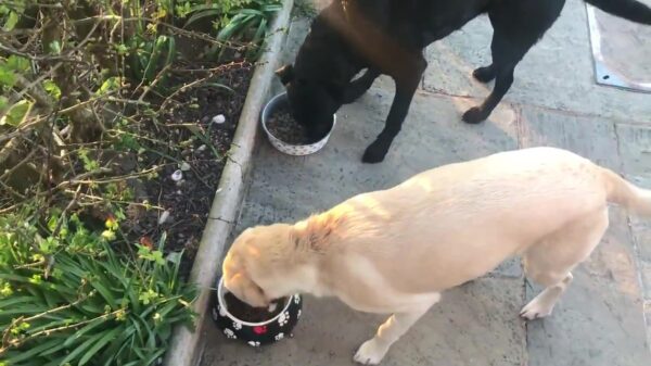 Als de verveling weer eens toeslaat ga je heel vreemde dingen doen