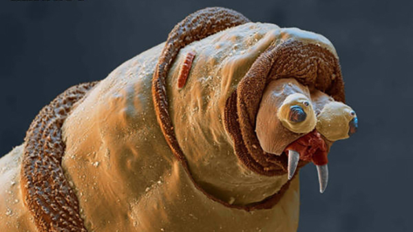 Sommige wezens zien er onder een microscoop behoorlijk freaky uit