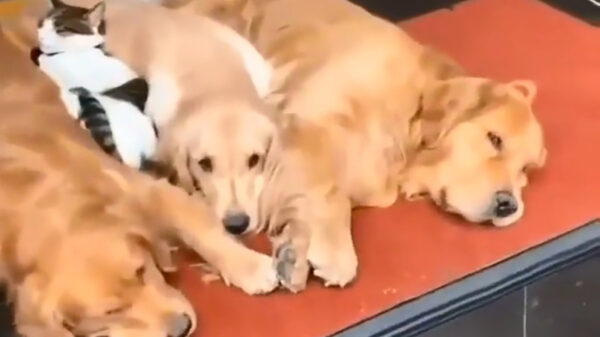 Ook voor deze 'gouden terugbrenger' geldt: samen uit, samen thuis