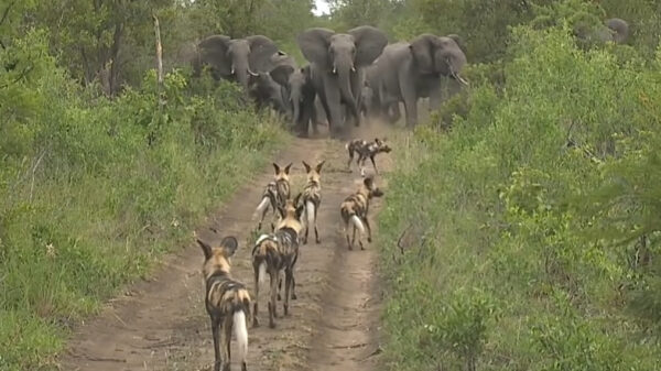 Kudde olifanten beschermt kleintjes tegen een bende wilde honden