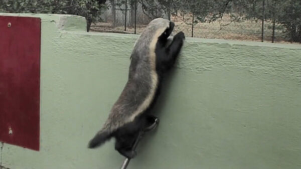 Stoffle de honingdas blijkt een ware ontsnappingsartiest te zijn