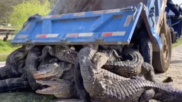 China zet 14.000 in gevangenschap gefokte zeldzame alligators uit in de natuur