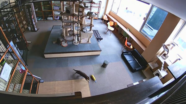 Katten schrikken tegelijk wakker als ze een aardbeving voelen aankomen