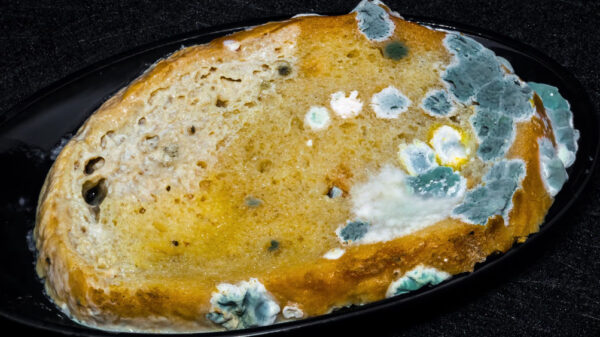 Kom even helemaal tot rust met deze schimmel-timelapse in 4K