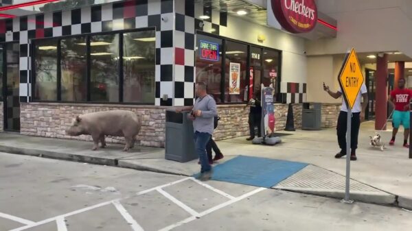 Asociaal varken wordt niet geholpen bij Amerikaans restaurant