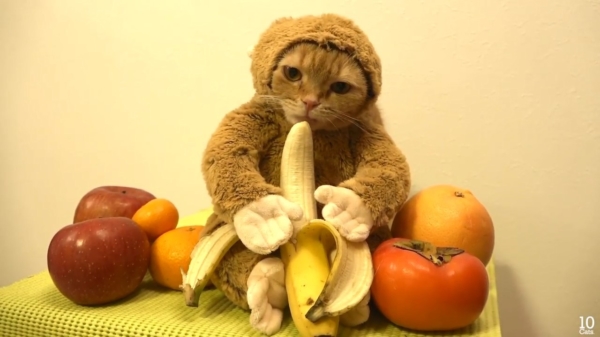 Feelgood in barre tijden: kat geniet van zijn banaan