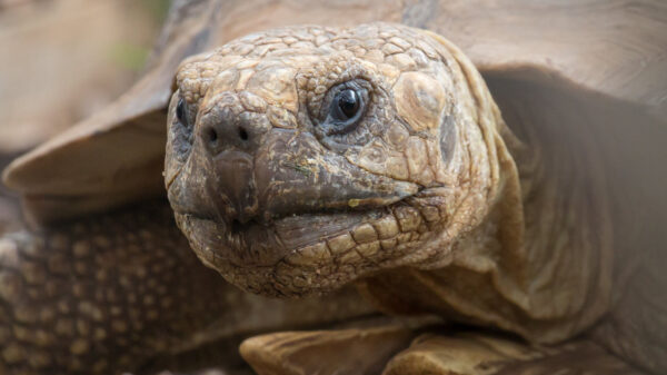 De Makkelijke Maaltijd: vandaag eten we schildpadden voor lunch