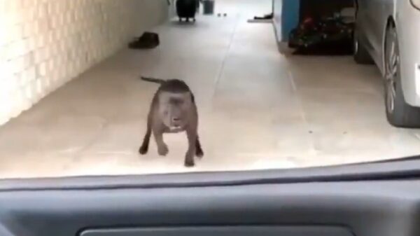 Trouwe viervoeter is blij als het baasje thuiskomt