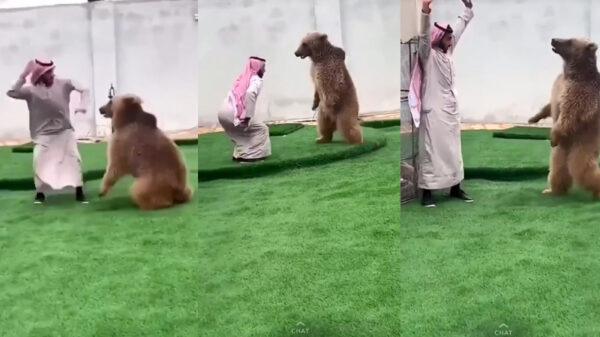 Arabier met doodswens doet tikkertje met een beer