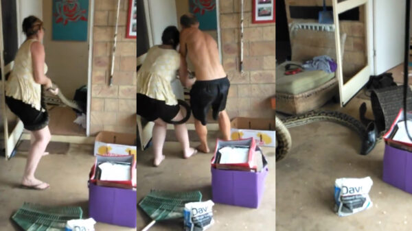 Australisch stelletje vindt bijzonder onaangename verrassing in hun huis