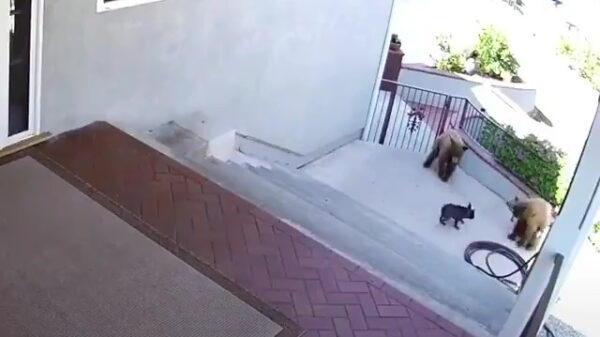 Stoere Franse bulldog heeft schijt en verjaagt twee beren