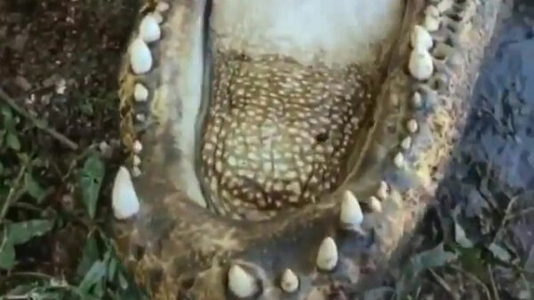 Een dichtklappende krokodillenbek maakt een behoorlijk indrukwekkend geluid