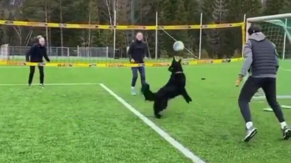 Als je een volleybalspeler tekortkomt is een hond een prima invaller