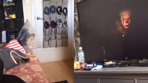 Hond kijkt vol spanning naar een horrorfilm op tv