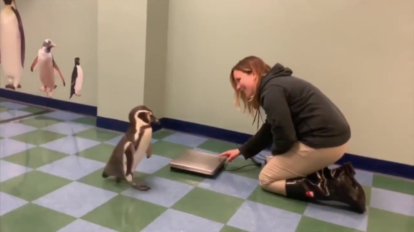 Een pinguïn op een weegschaal, gewoon omdat het kan