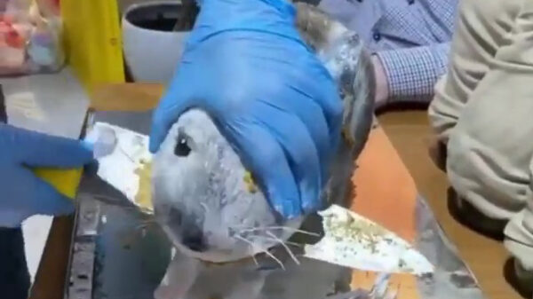 Sadistische smulpapen halen een 'chinchilla' uit elkaar