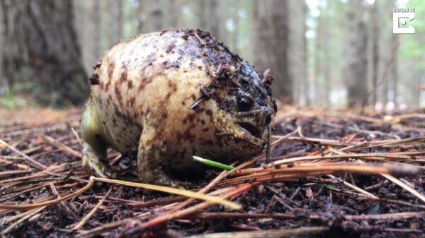 Leipe kikker laat zijn indrukwekkende krijs horen