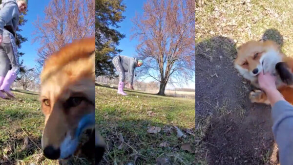 Waarom je een vos als huisdier nooit moet vertrouwen