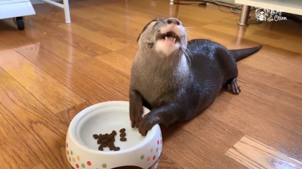 Otter Bingo is extreem blij als hij zijn favoriete kattenvoer krijgt voorgeschoteld