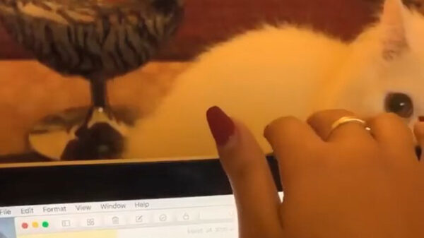 Lief katje blijkt een ontzettende klootzak te zijn