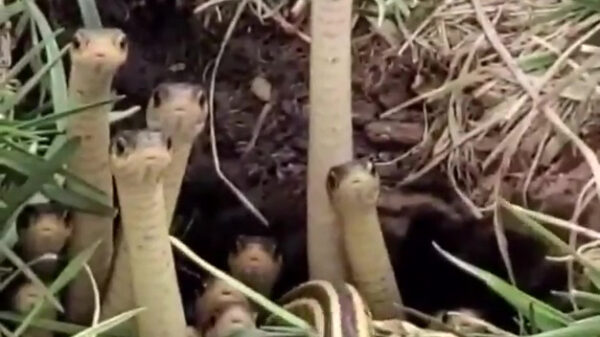 Slangen blijken grote moeite met social distancing te hebben