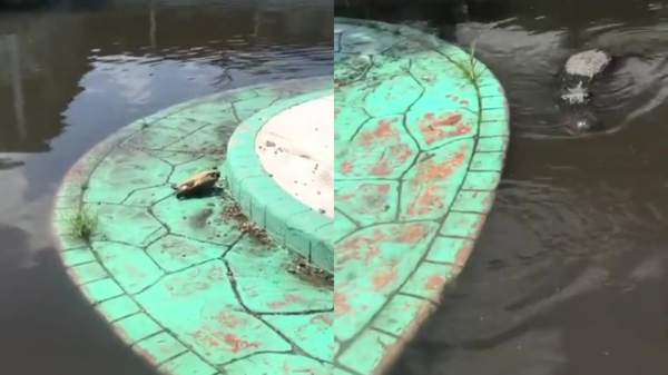 Eindbaas redt met gevaar voor eigen leven omgevallen schildpad in alligatorbad
