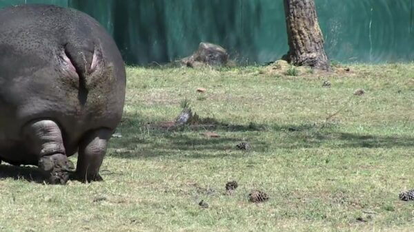 Dit is wel een heel bijzondere miereneter