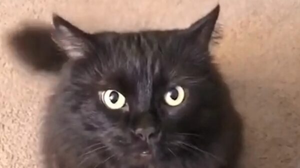 Kater Max neemt geen genoegen met 'nee'