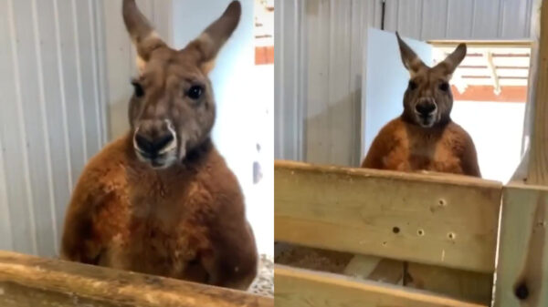 Zou deze Skippy aan de anabolen zitten?