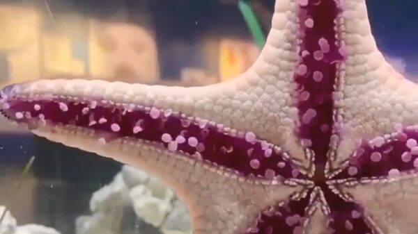 Zeester met haast komt voorbijgeraasd