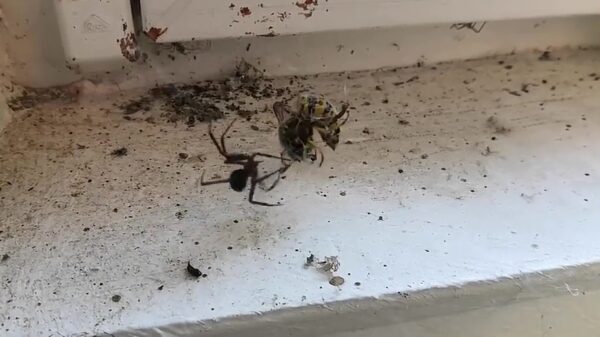 Klein spinnetje weet zich een lekkere wesp te verschalken