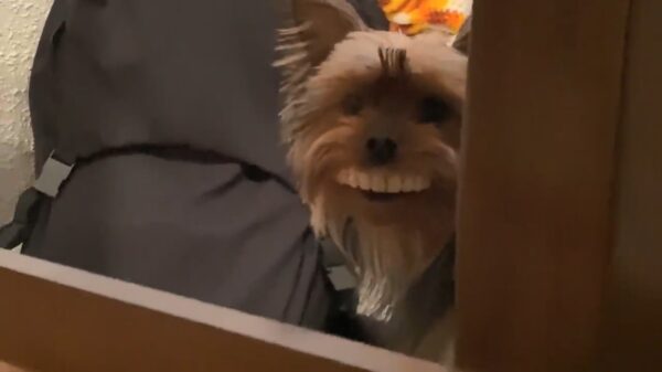 Hondje heeft een prachtig gebit