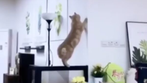 Wel eens een kater gezien die een nutshot maakte?