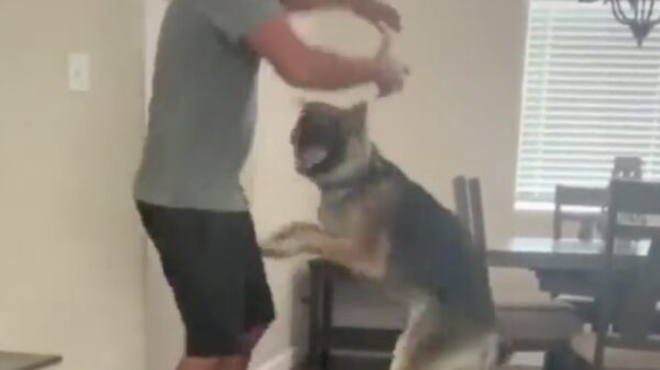 Ook honden maken pijnlijke faceplants