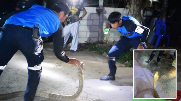 GoPro-beelden van het vangen van een koningscobra zijn behoorlijk indrukwekkend