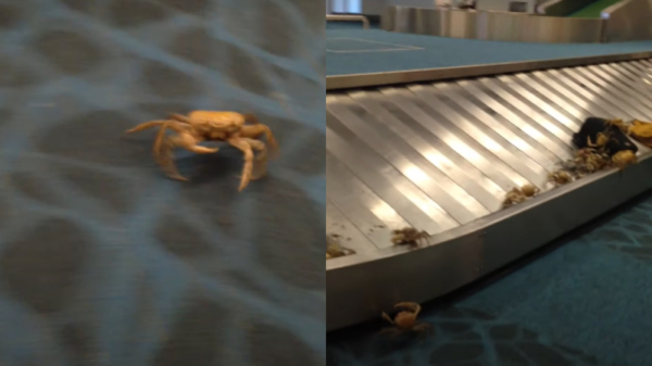 De voor u speciaal ingevlogen krabben zijn op het vliegveld aangekomen