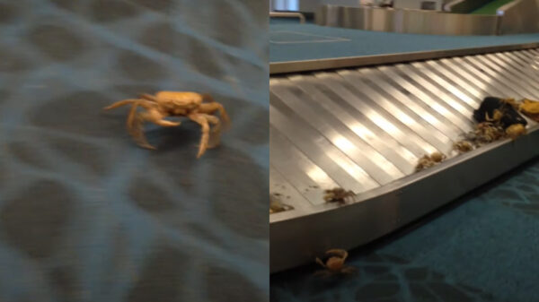 De voor u speciaal ingevlogen krabben zijn op het vliegveld aangekomen