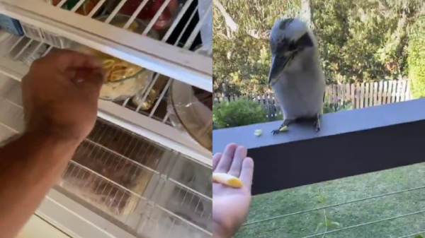 Experiment: houden kookaburra's van pasta?