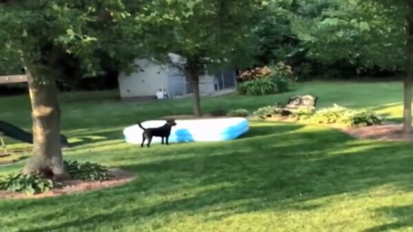 Kinderen worden heerlijk getrolled als ze met hun hond verstoppertje spelen