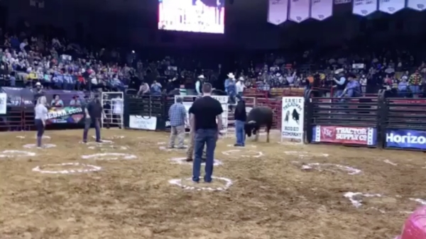 Stier gooit rodeo-deelnemers als lappenpoppen de lucht in