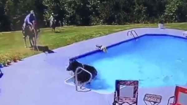 Koe springt het zwembad in als hij wordt achternagezeten door honden en cowboys