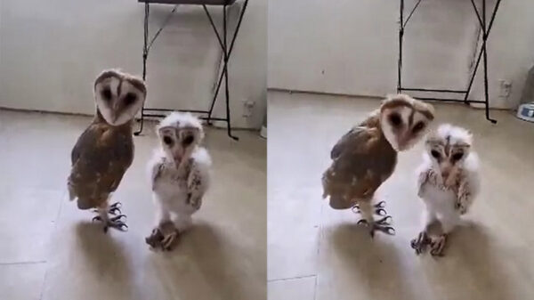 LL Cool uil en Lil' Oehoe gaan superlekker op House of Pain