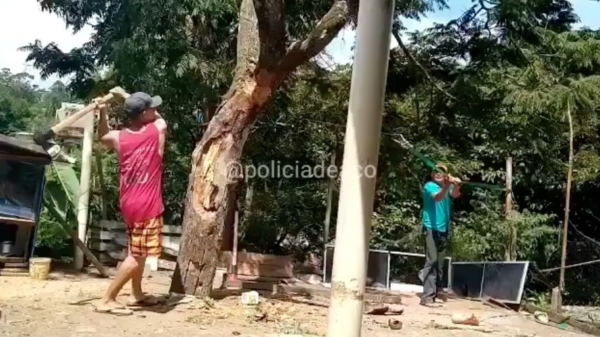 Professionele houthakkers demonstreren ingenieuze techniek om bomen te kappen